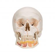 3B Anatomical Classic Skull w/Opened Lower Jaw