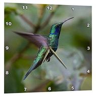 3dRose Green Violet-ear Hummingbird. Monteverde. Costa Rica. Central America., Wall Clock, 10 by 10-inch