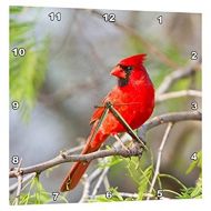 3dRose Northern Cardinal, male Starr, Texas, USA., Wall Clock, 10 by 10-inch