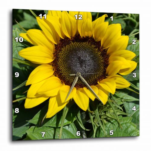  3dRose sunflower, Wall Clock, 10 by 10-inch