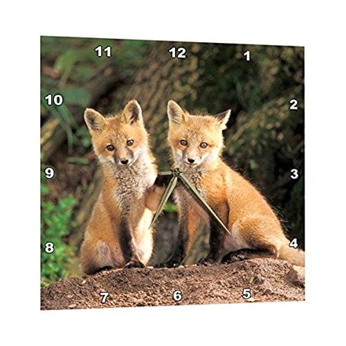  3dRose Red Fox pup in front of den - NA02 AJE0310 - Adam Jones, Wall Clock, 10 by 10-inch