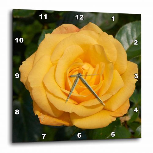  3dRose blooming yellow rose, Wall Clock, 10 by 10-inch