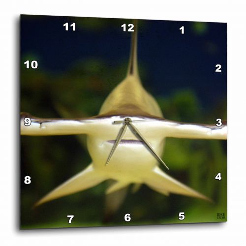  3dRose scalloped hammerhead shark, Sphyrna lewini viviparous, Wall Clock, 10 by 10-inch