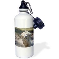 3dRose wb_113803_1Alpaca chewing on stick Sports Water Bottle, 21 oz, White