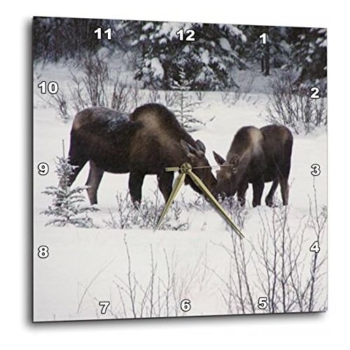  3dRose dpp_14600_3 Moose Cow and Calf Eating Winter Branches in The Snowy Field 1-Wall Clock, 15 by 15-Inch