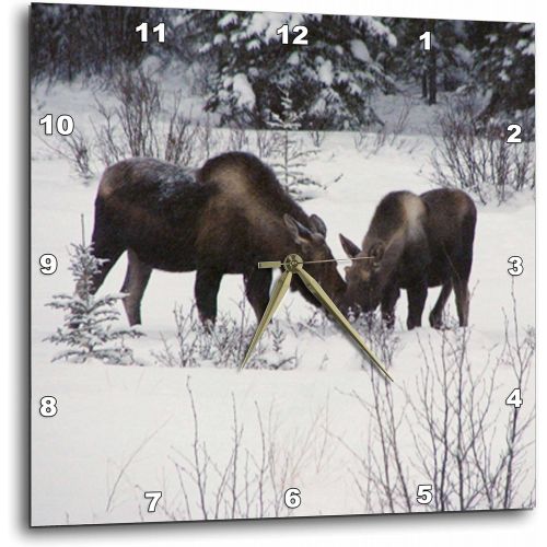  3dRose dpp_14600_3 Moose Cow and Calf Eating Winter Branches in The Snowy Field 1-Wall Clock, 15 by 15-Inch