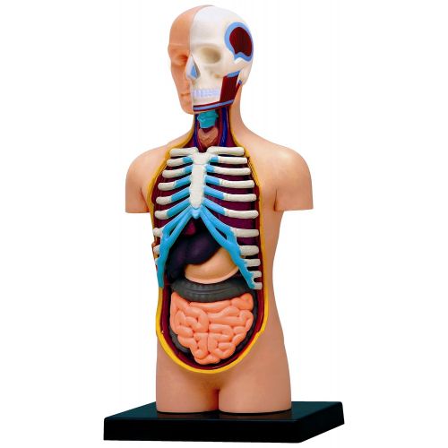  4D Vision Human Anatomy Torso Model