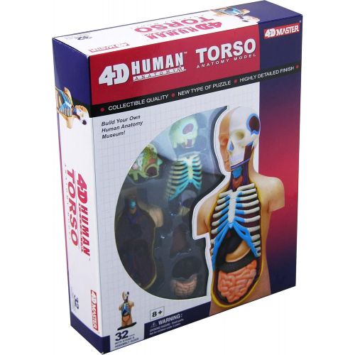  4D Vision Human Anatomy Torso Model