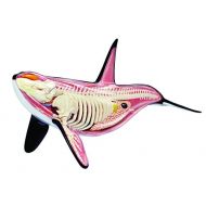 4D Master 4D Orca Anatomy 12.5 inch Model - Build your Own with 16 detachable parts & stand!