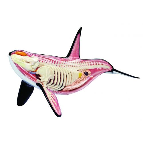  4D Master 4D Orca Anatomy 12.5 inch Model - Build your Own with 16 detachable parts & stand!