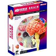 4D Master Human Brain Anatomy Model - Build your Own!