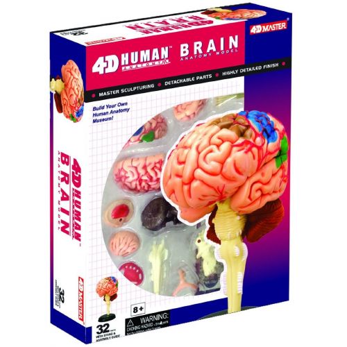  4D Master Human Brain Anatomy Model - Build your Own!