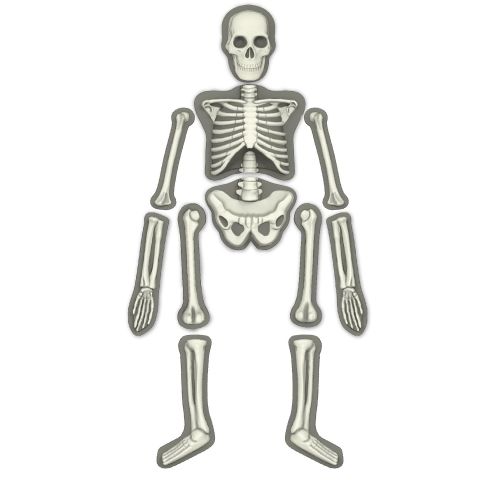 4M Glow Human Skeleton Science Kit