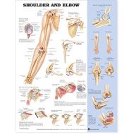 ACC Shoulder and Elbow Anatomical Chart
