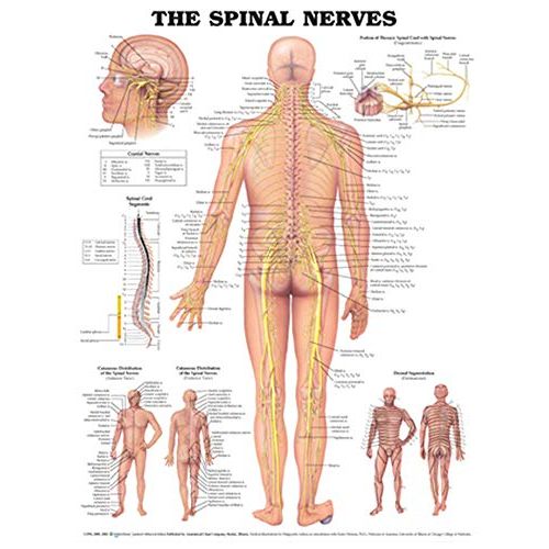  ACC The Spinal Nerves Anatomical Chart