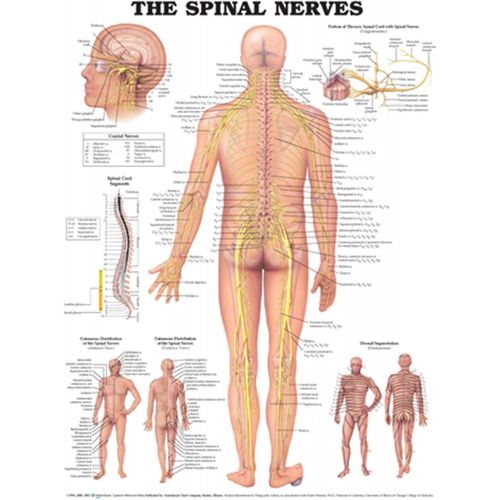  ACC The Spinal Nerves Anatomical Chart