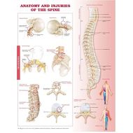 ACC Anatomy and Injuries of The Spine: Anatomical Chart