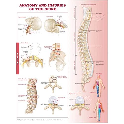  ACC Anatomy and Injuries of The Spine: Anatomical Chart