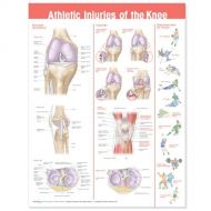 ACC Athletic Injuries of The Knee Anatomical Chart