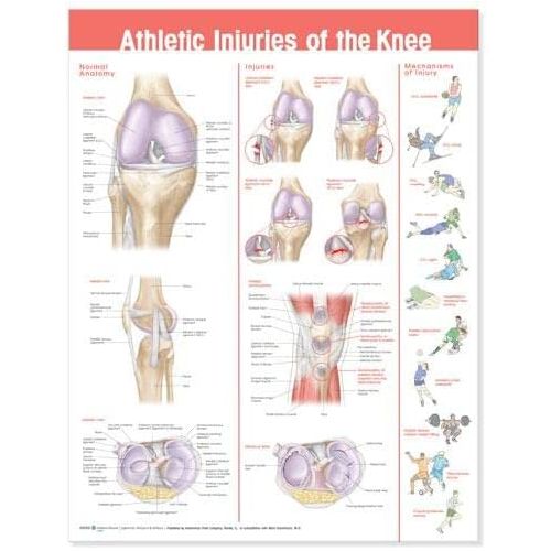  ACC Athletic Injuries of The Knee Anatomical Chart