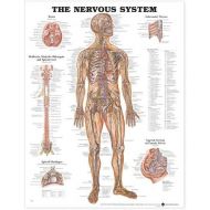 ACC The Nervous System Anatomical Chart
