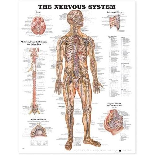  ACC The Nervous System Anatomical Chart