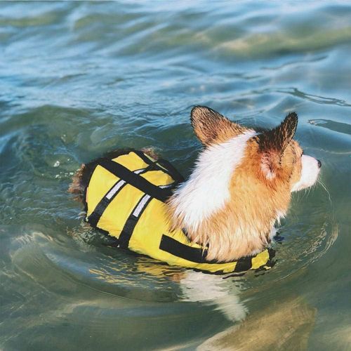  AOFITEE Dog Life Jacket Reflective Life Vest, Safety Pet Swimming Vest Durable Life Preserver with Rescue Handle for Small, Medium and Large Dogs