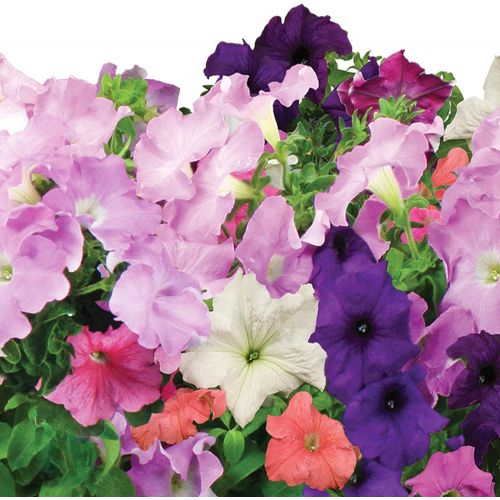  Visit the AeroGarden Store AeroGarden Cascading Petunia Flower Seed Pod Kit