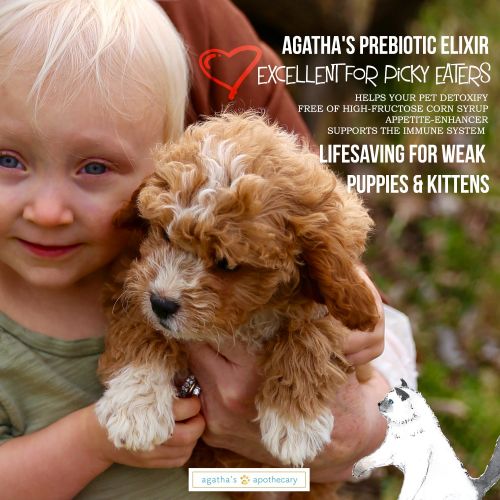  Agathas Pet Wellness Agatha’s Elixir Prebiotics for Dogs ● Appetite Stimulant for Picky Eaters and Senior Pets ● Green Tea & Milk Thistle Boost Immune System, Liver Detoxifier