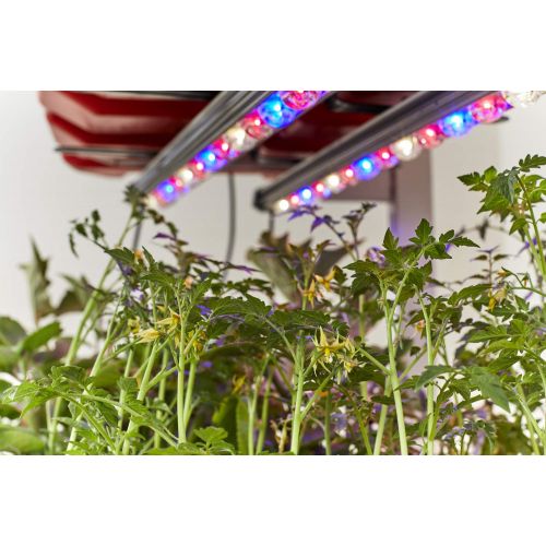  Altifarm Combo Home Farm: Vertical Raised Bed Elevated Garden Self-Watering Planter Kit (3 Tier, Grey) Plus Expansion Packs : Altifarm Grow System + LED Grow Lights + Greenhouse Co