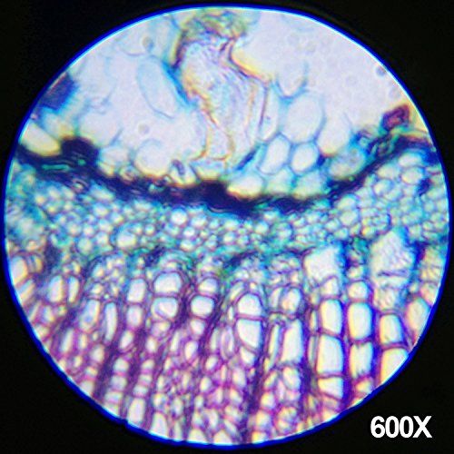  [아마존베스트]AmScope-KIDS 120X-240X-300X-480X-600X-1200X Educational Beginner Biological Microscope Kit with Metal Frame