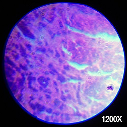 [아마존베스트]AmScope-KIDS 120X-240X-300X-480X-600X-1200X Educational Beginner Biological Microscope Kit with Metal Frame