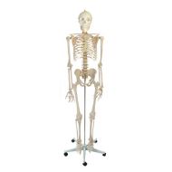 American Educational Rugged Plastic Life Sized Skeleton Model, 67 Height