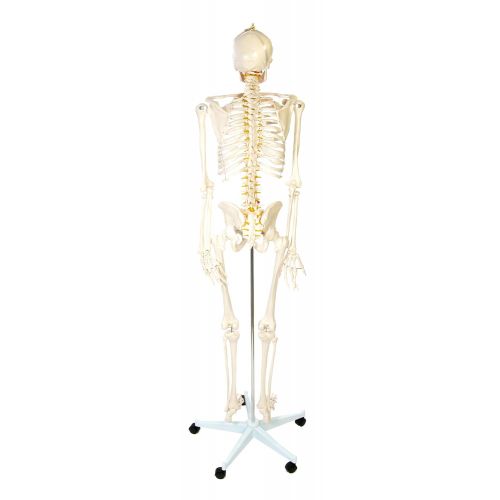  American Educational Rugged Plastic Life Sized Skeleton Model, 67 Height