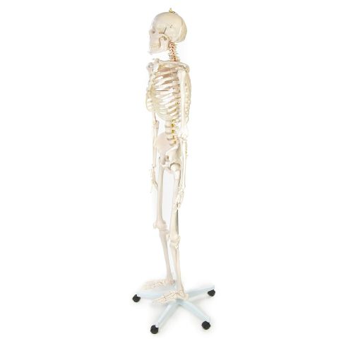  American Educational Rugged Plastic Life Sized Skeleton Model, 67 Height