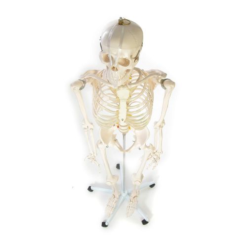  American Educational Rugged Plastic Life Sized Skeleton Model, 67 Height