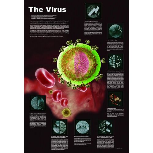  American Educational Products American Educational The Virus Poster