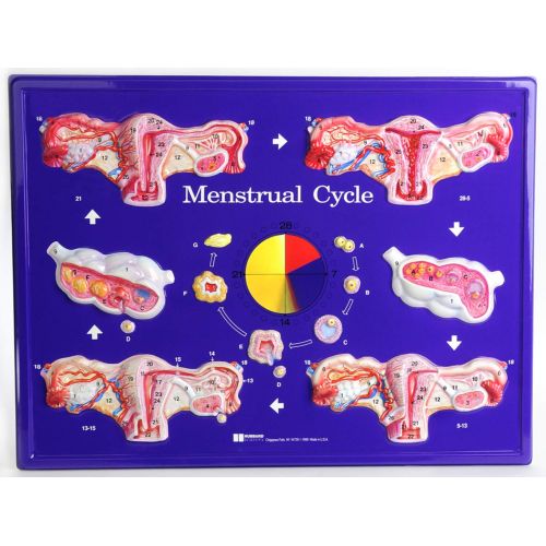  American Educational Products American Educational Menstrual Cycle Model Activity Set