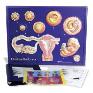 American Educational Products American Educational Cell To Embryo Model Activity Set, 24 Width x 18 Height