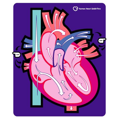  American Educational Products American Educational Human Heart Walk-Thru Mat, 60 Length x 50 Width