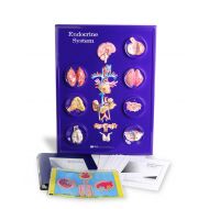 American Educational Products American Educational Endocrine System Model Activity Set