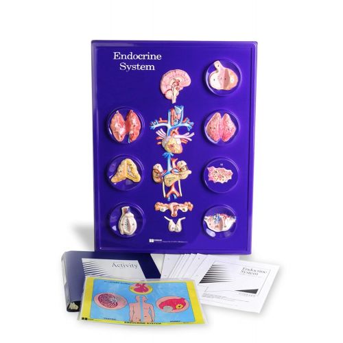  American Educational Products American Educational Endocrine System Model Activity Set