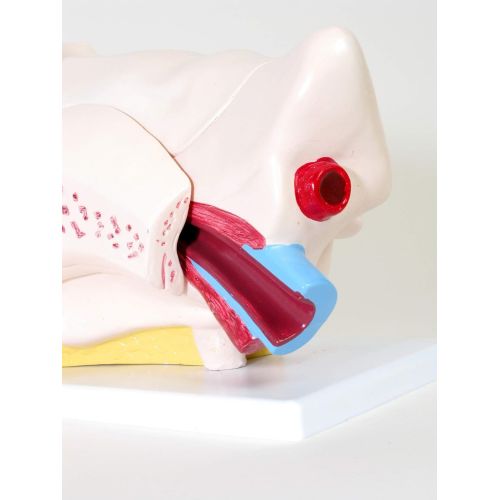  American Educational Products American Educational Large Ear Model