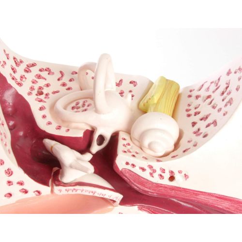  American Educational Products American Educational Large Ear Model