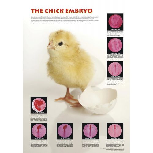  American Educational Products American Educational Chicken Embryo Poster