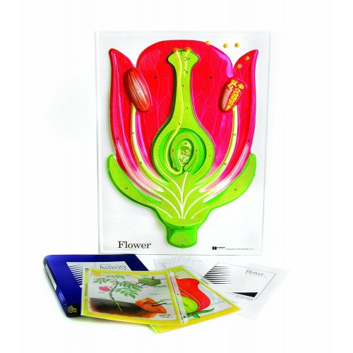  American Educational Products American Educational Flower Model Activity Set