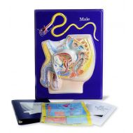 American Educational Products American Educational Male Reproductive Model Activity Set