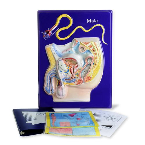  American Educational Products American Educational Male Reproductive Model Activity Set