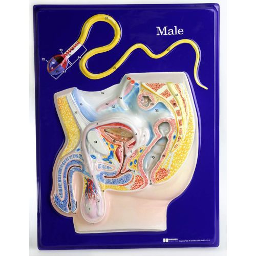  American Educational Products American Educational Male Reproductive Model Activity Set