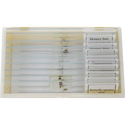  American Educational Products American Educational 10 Piece Glass Prepared Microscope Slide Insect Set